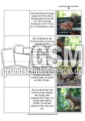 Flip-Flap-Eichhörnchen-Aussehen.pdf